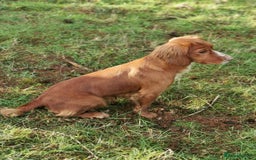 Cocker Spaniel dogs for sale: KC working Cocker Spaniels - Image 13