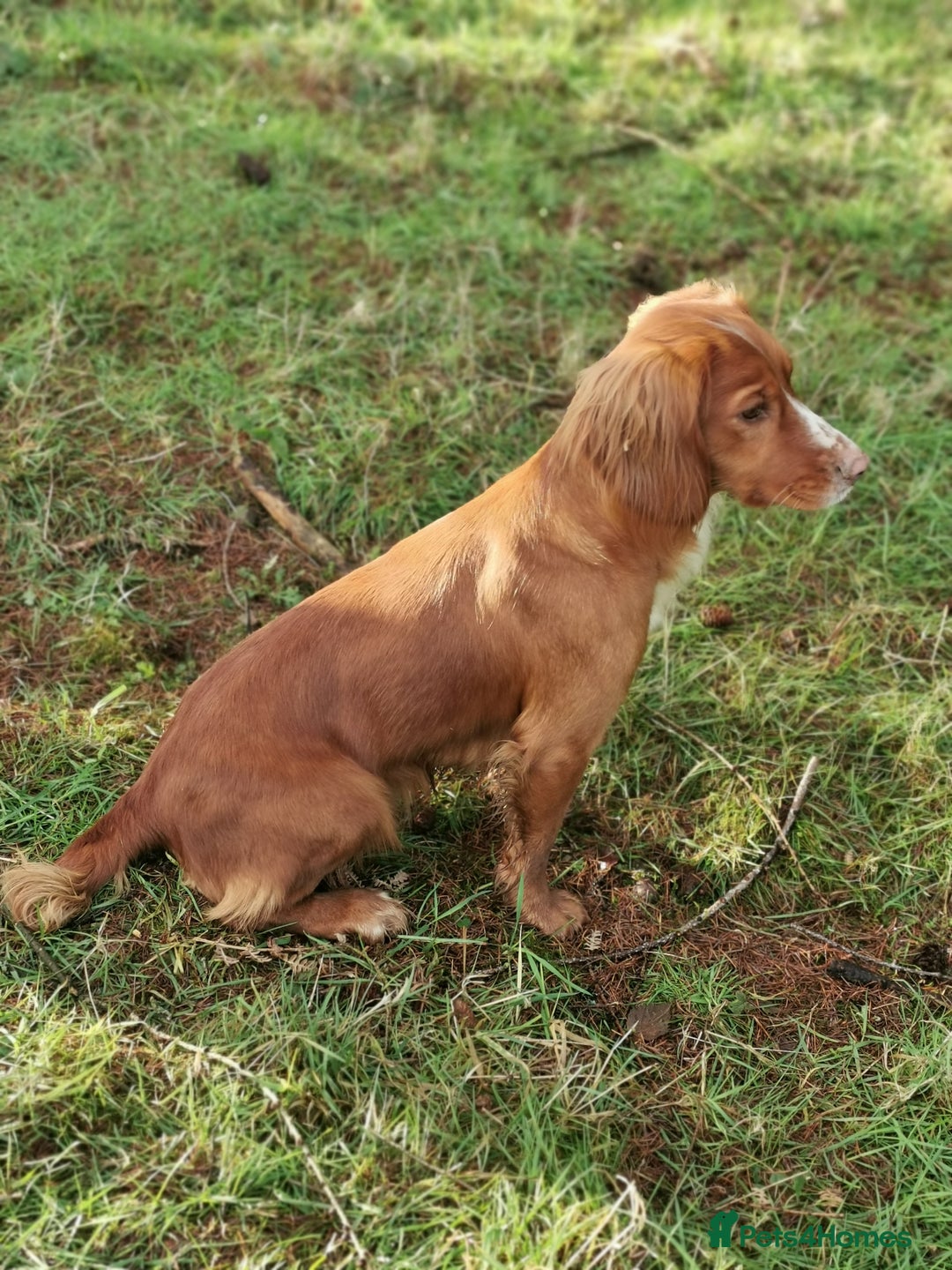Cocker Spaniel dogs for sale: KC working Cocker Spaniels - Image 13