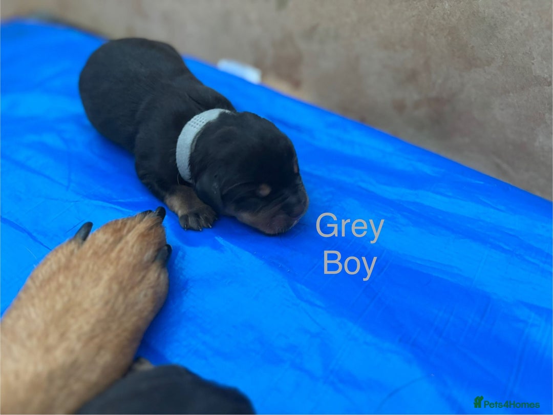 Rottweiler dogs for sale: Rottweiler puppies - Image 4