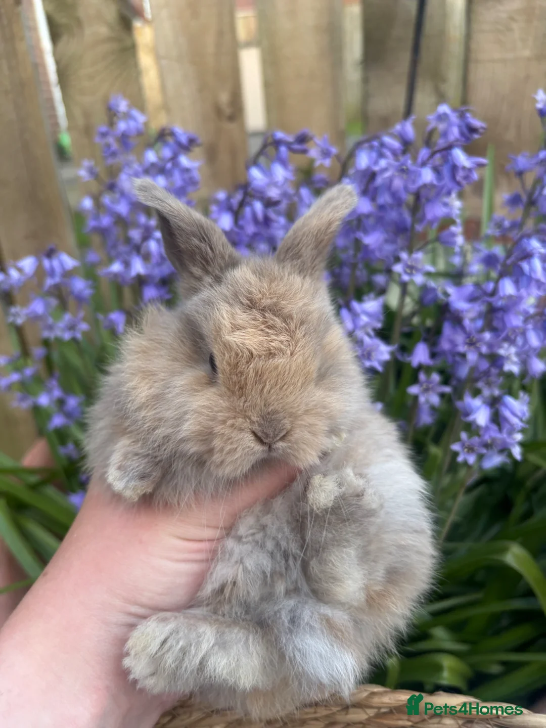 Mini Lop rabbits for sale: Mini lops  - Advert 2