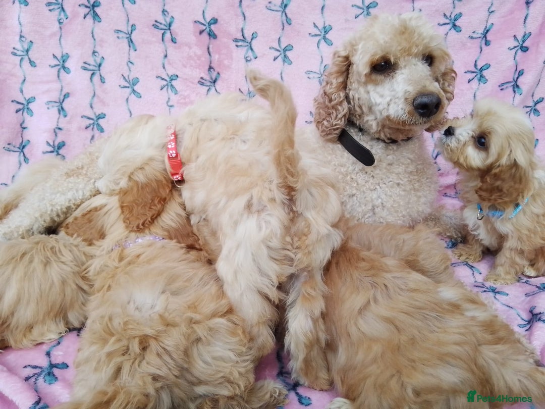 Cavapoo dogs for sale: Exceptional cavapoo puppies  - Image 29