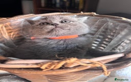 Scottish Fold cats for sale: Beautiful British Shorthair Scottish Fold Kittens - Advert 34