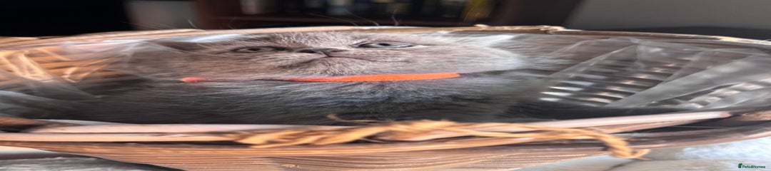 Scottish Fold Kitten 2 orange