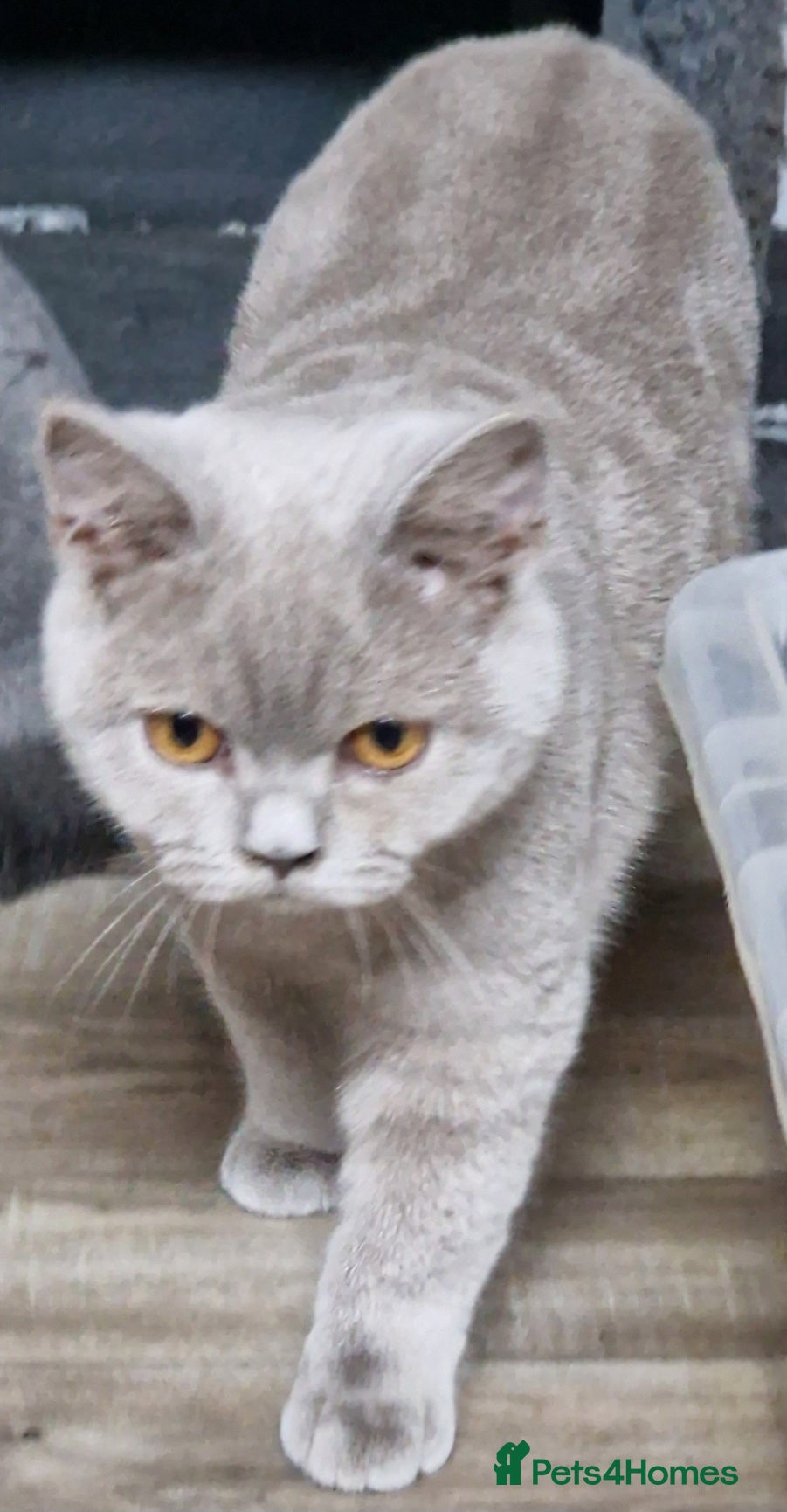 British Shorthair cats British shorthaired Gccf lilac girl for sale - Advert 3