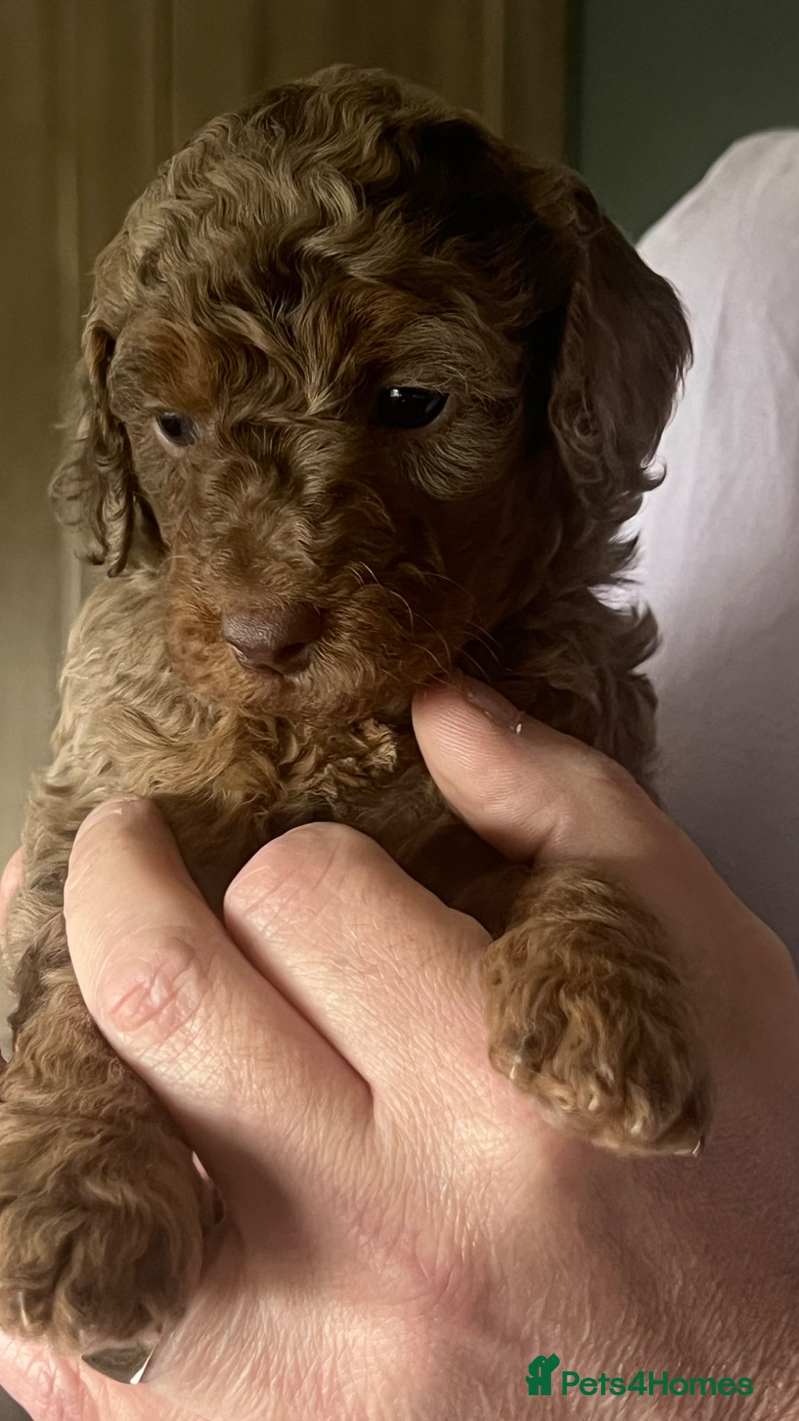 Cockapoo dogs Beautiful Minature F2B Cockapoos - Advert 3