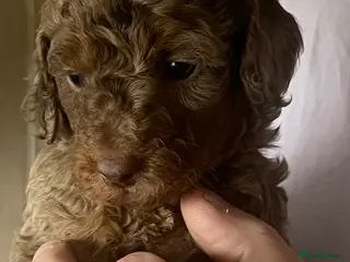 Cockapoo dogs Beautiful Minature F2B Cockapoos - Advert 1
