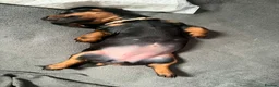 Dachshund dogs for sale: 6 Dachshund beautiful puppies for sale - Advert 25
