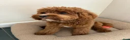 Cavapoo dogs for sale: Beautiful Cavapoo – Looking for a Loving Home - Advert 15