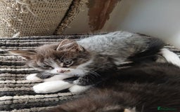 Maine Coon cats for sale: Maine Coon male kitten - Image 4