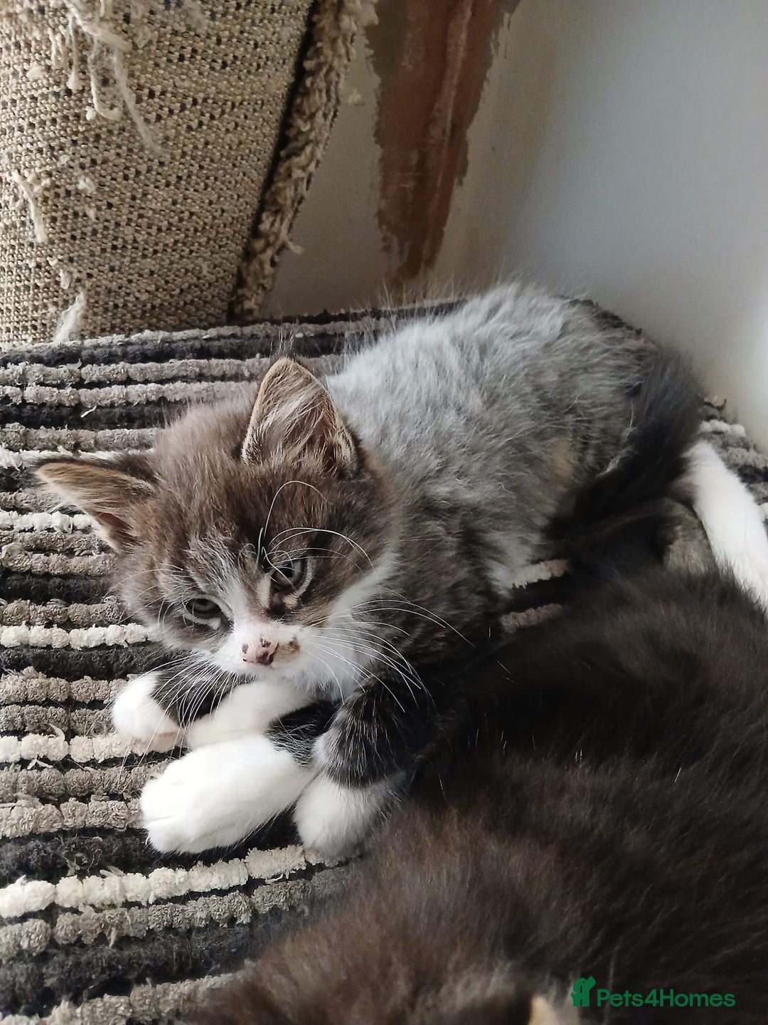 Maine Coon cats for sale: Maine Coon male kitten - Image 4