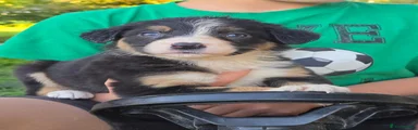 Tri colour Border collie