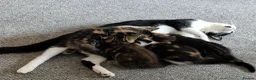 Mixed Breed cats for sale: 3 beautiful playful kittens  - Advert 14