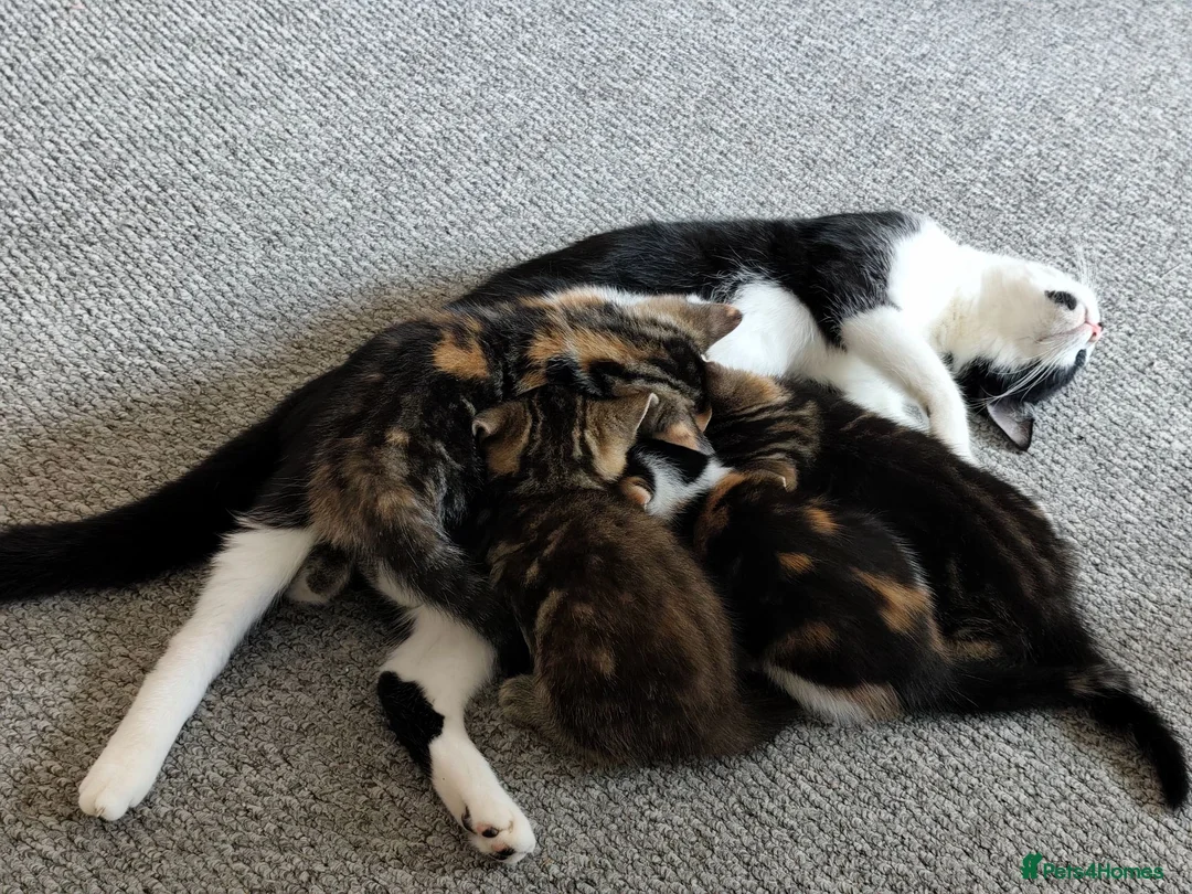 Mixed Breed cats for sale: 3 beautiful playful kittens  - Advert 14