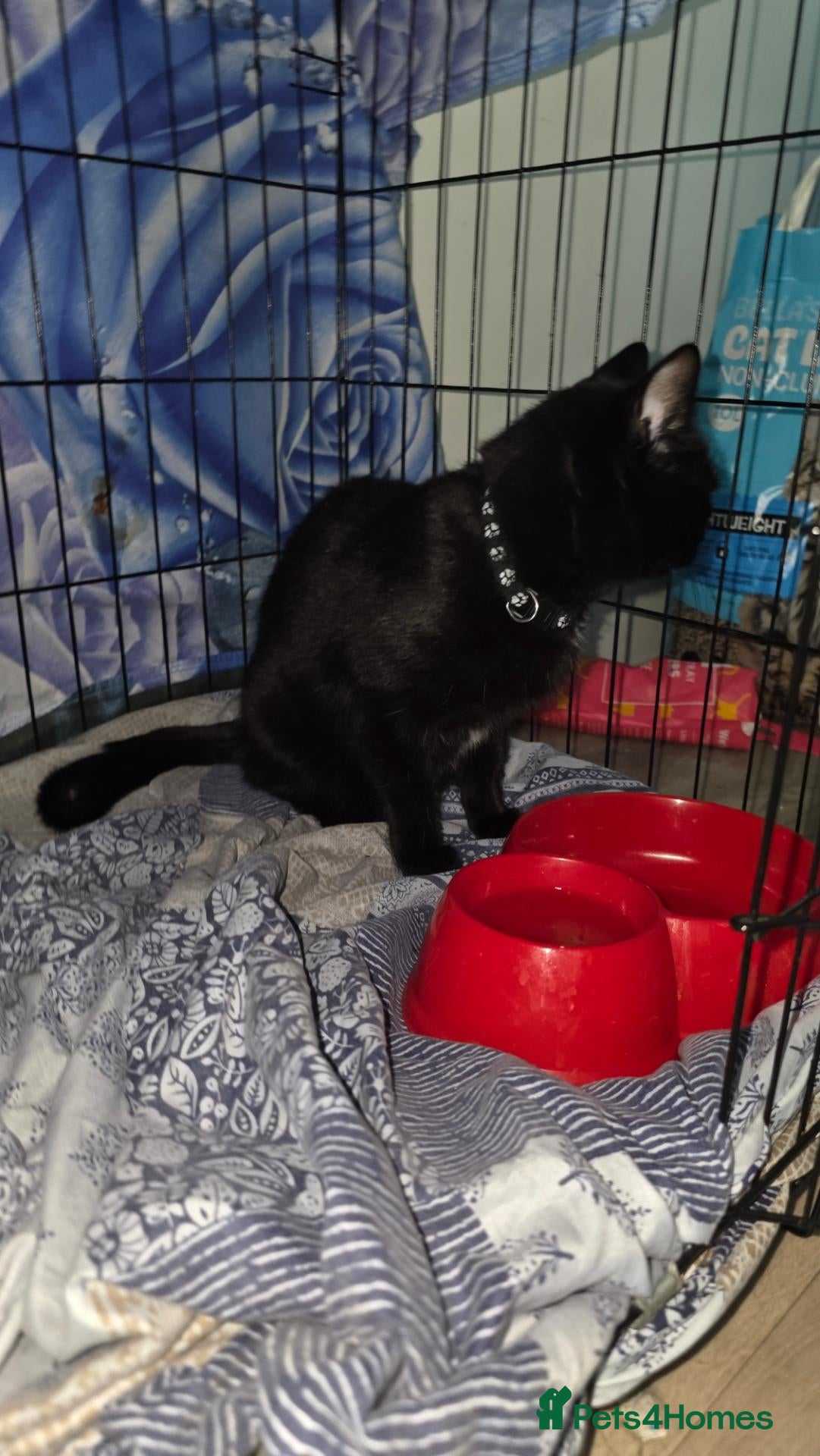 Mixed Breed cats Fluffy kittens for sale  - Advert 4