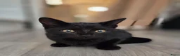 Mixed Breed cats for sale: Two female black kittens for sale in Littlehampton - Advert 8