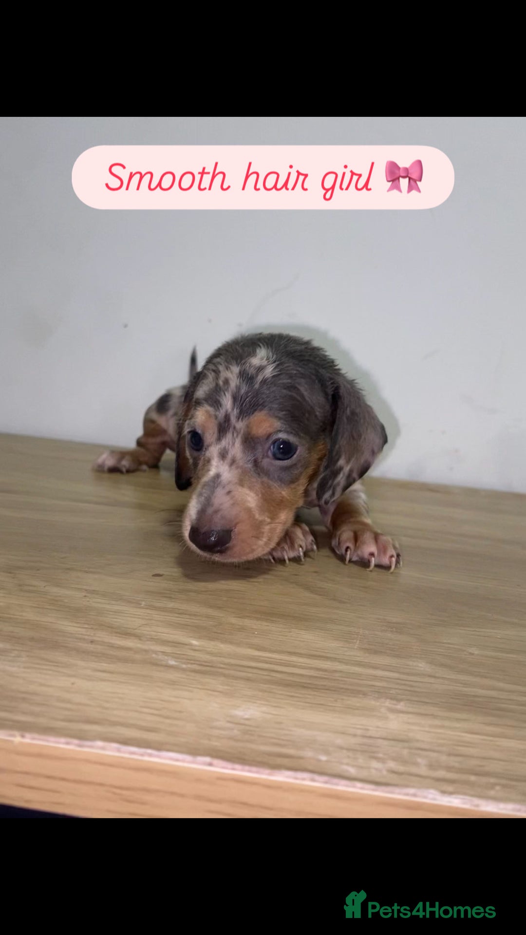 Miniature Dachshund dogs for sale: Miniature dachshund puppies🥰 - Advert 5