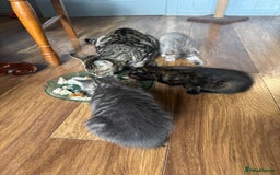 Mixed Breed cats for sale: Kittens (£250-£80) - Image 25