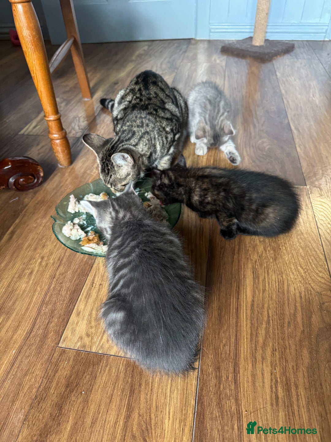 Mixed Breed cats for sale: Kittens (£250-£80) - Image 25