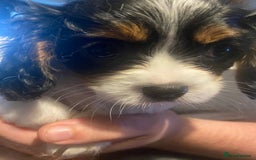 Cavalier King Charles Spaniel dogs for sale: Cavalier King Charles Spaniel Puppies - Image 8