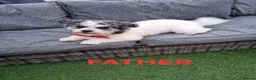 Bichon Frise dogs for sale: Bichon puppies for sale - Advert 13
