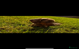 Dachshund dogs for sale: Dashound pups - Image 2