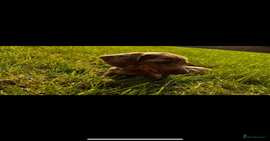 Dachshund dogs - Advert 2