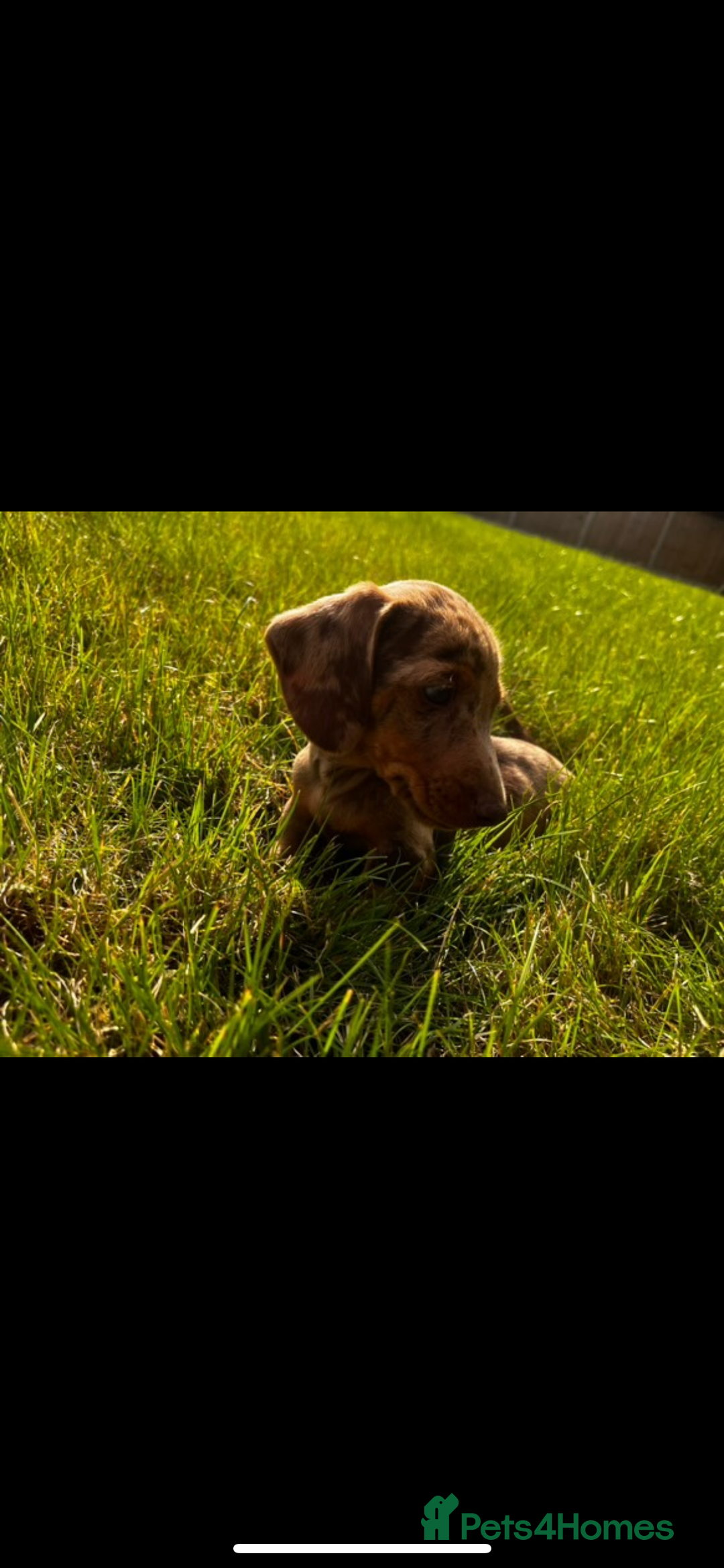 Dachshund dogs for sale: Dashound pups - Image 2