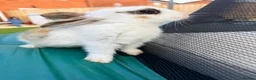 Mixed Breed rabbits for sale: Bunnies  in Newark - Advert 15