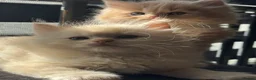 Ragdoll cats for sale: TICA Reg Rare Cherubim Ragdolls - Advert 12