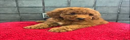 Miniature Poodle dogs for sale: Stunning Fox Red Minature Poodle Pups  - Advert 31
