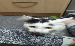 British Longhair cats for sale: Neutered male cat - Image 3