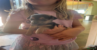 Mixed Breed dogs - Advert 8