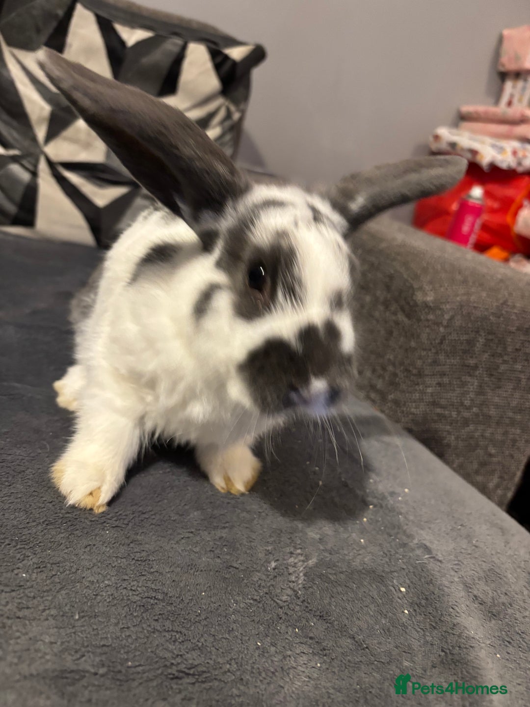 Mixed Breed rabbits for sale: Two male rabbits  - Advert 3