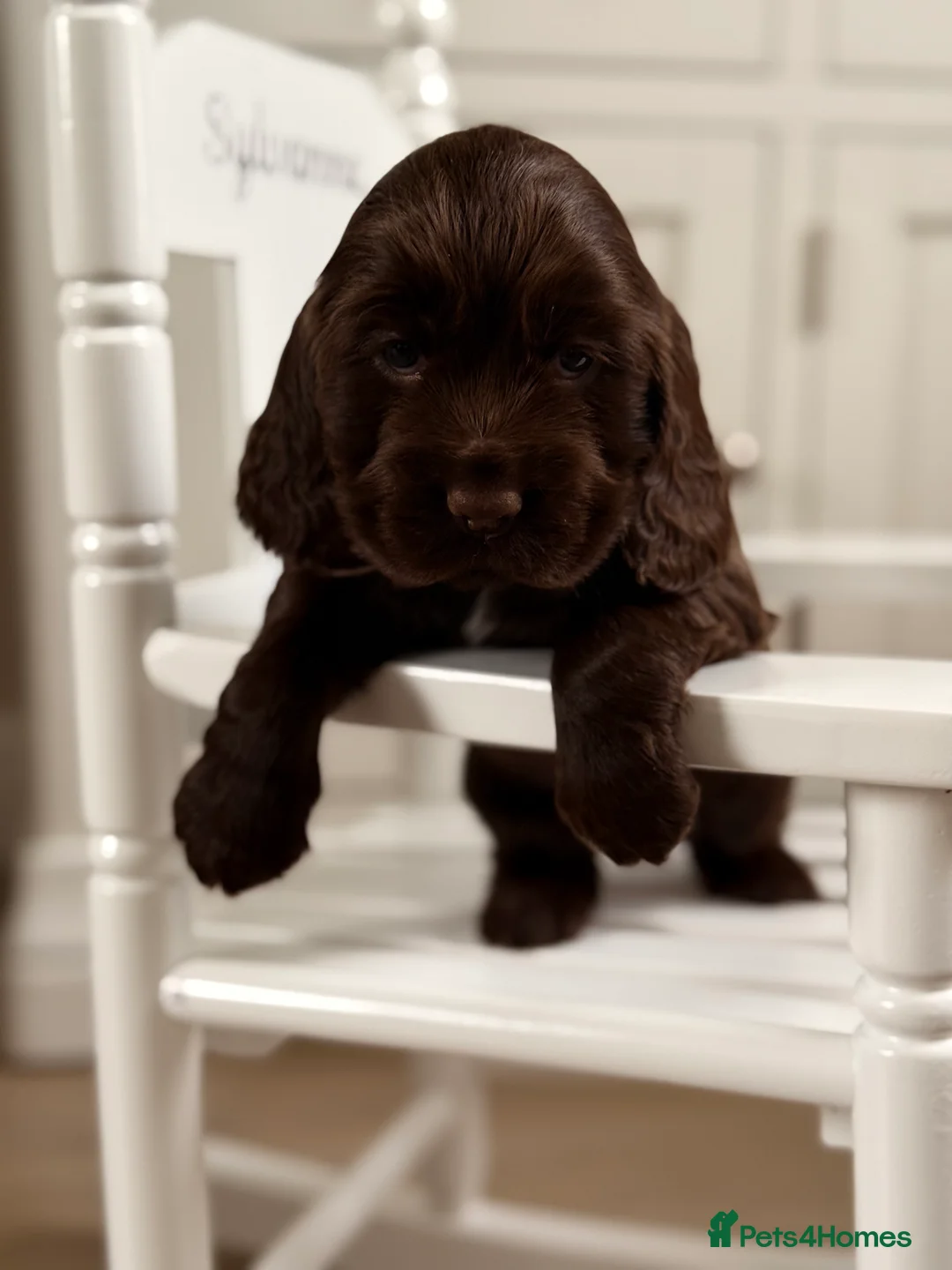 Cocker Spaniel dogs for sale: Show cocker spaniels  - Advert 22