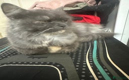 Mixed Breed cats for sale: Female cat for sale  - Image 2