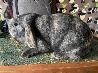Mixed Breed rabbits Female mini lop Rex mix for sale - Advert 15