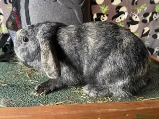 Mixed Breed rabbits Female mini lop Rex mix for sale - Advert 16