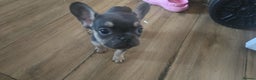French Bulldog dogs for sale: Last little boy, L4 carrier - Advert 2