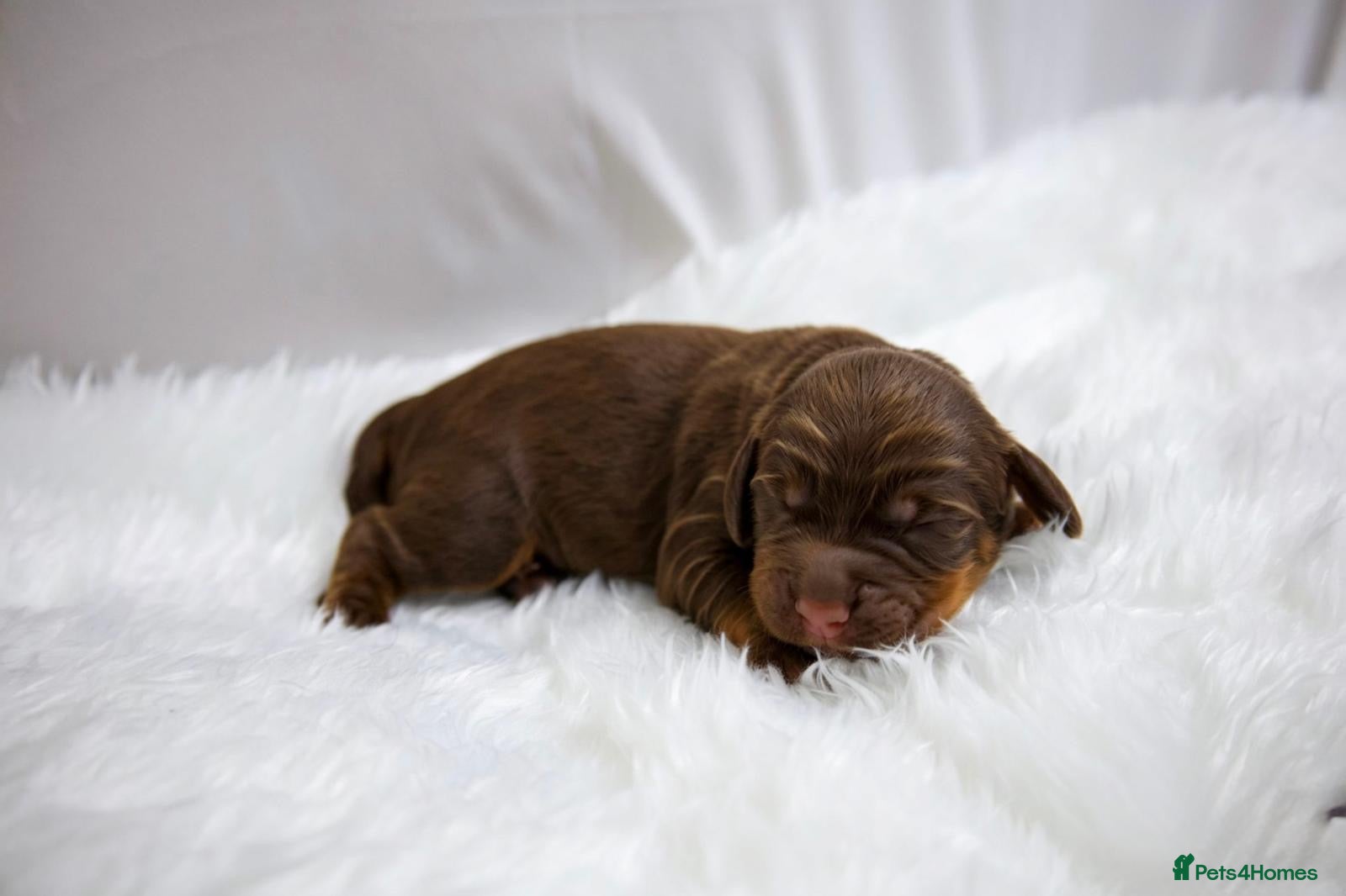Cocker Spaniel dogs Superb working cocker spaniels liver and tan males - Advert 2