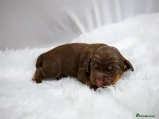 Cocker Spaniel dogs Superb working cockers liver and tan and liver - Advert 2