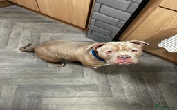 American Bully dogs for sale: Exotic American bully  - Image 8