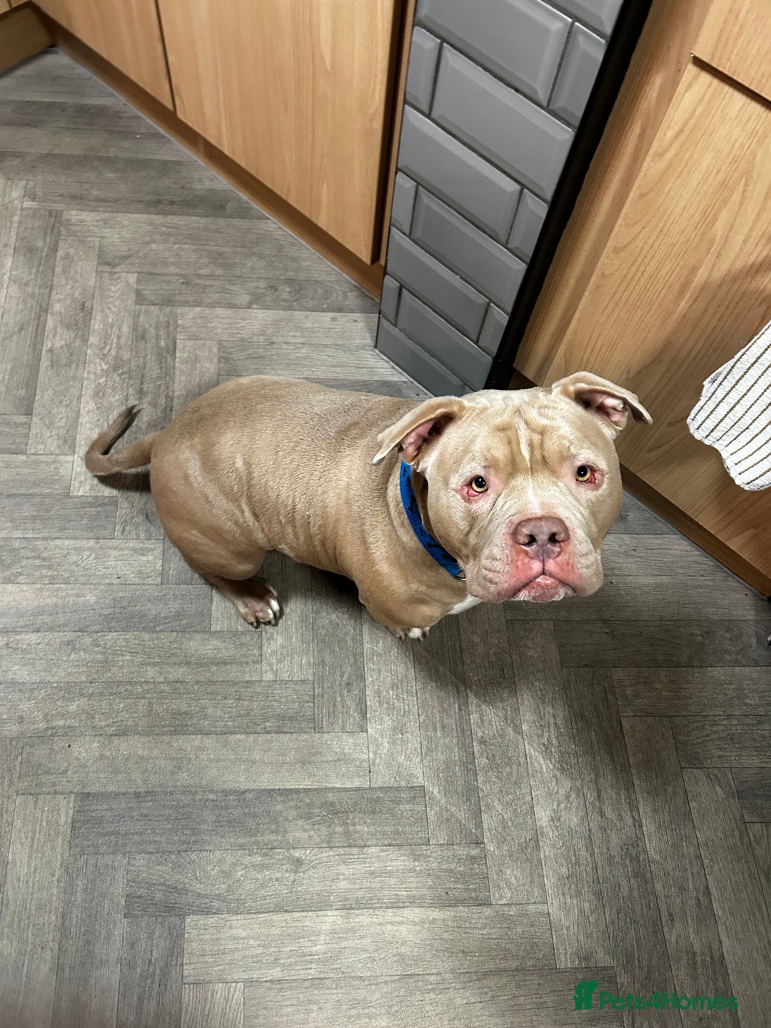 American Bully dogs for sale: Exotic American bully  - Image 8