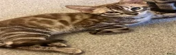 Bengal cats for sale: Last 2 bengal kittens - Advert 4