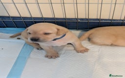Labrador Retriever dogs for sale: Gorgeous Labrador puppies - Image 14
