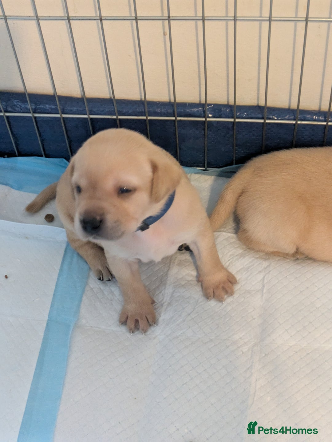 Labrador Retriever dogs for sale: Gorgeous Labrador puppies - Image 14