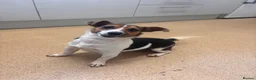 Jack Russell dogs for sale: Jack russel girl - Advert 5