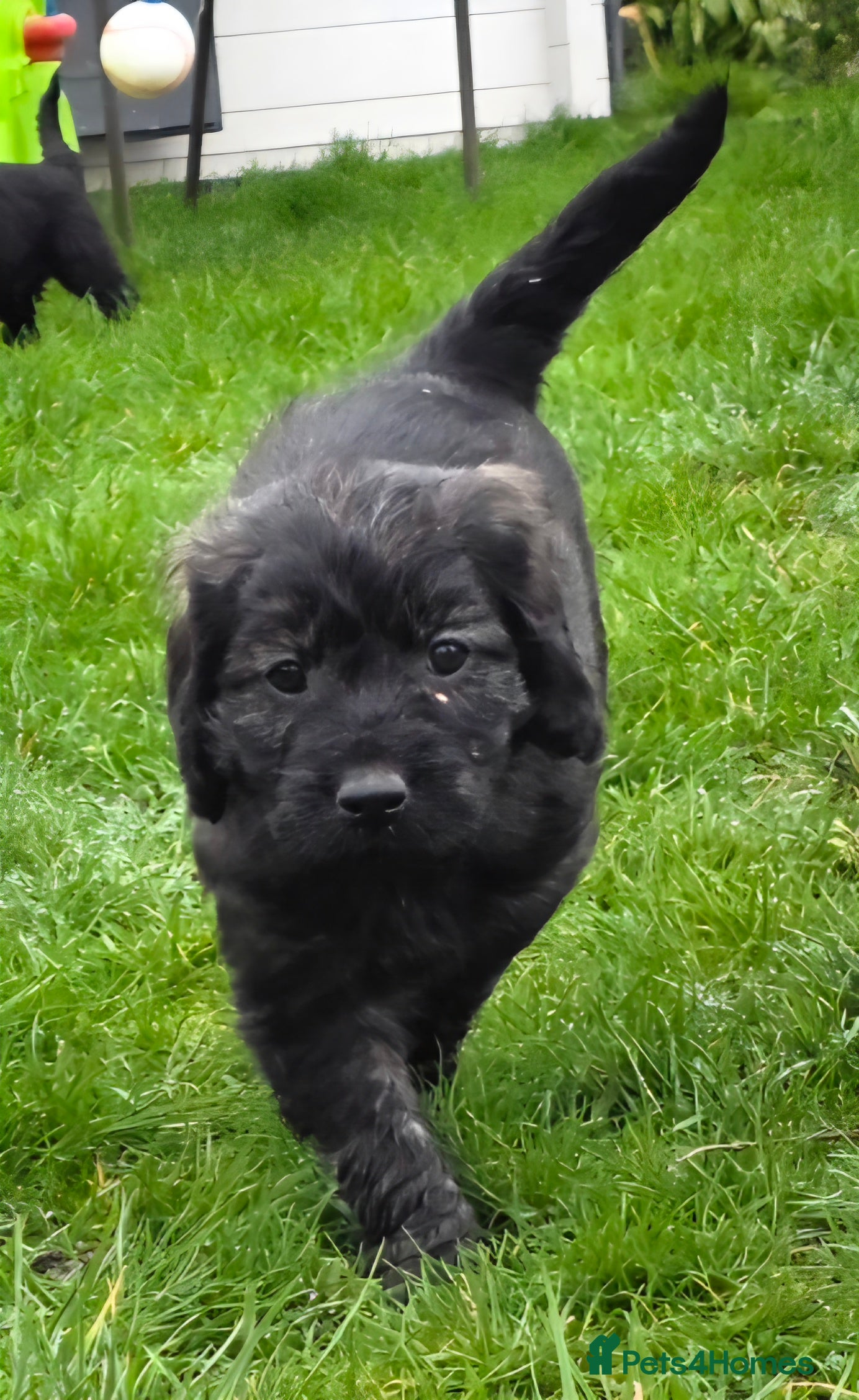 Goldendoodle dogs Outstanding F1 Goldendoodle Puppies - Advert 4