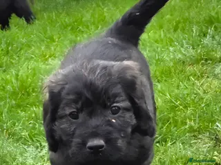 Goldendoodle dogs Outstanding F1 Goldendoodle Puppies - Advert 4