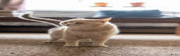 Scottish Fold cats for sale: 🐾 Stunning Golden ScottishFold&Straight Kittens🐾 in Southampton - Advert 9