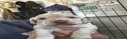 Sprocker dogs for sale: Lovely sprocker puppies  - Advert 8